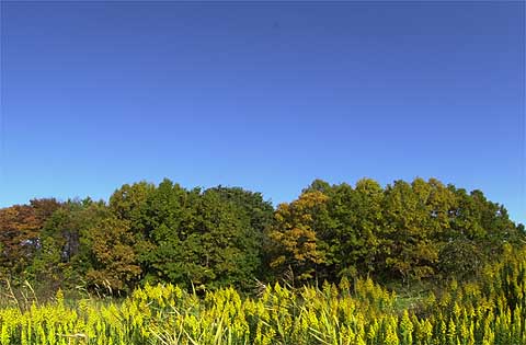久しぶりの青空