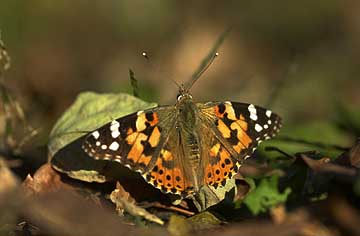 ヒメアカタテハ