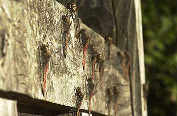 アカトンボの日光浴