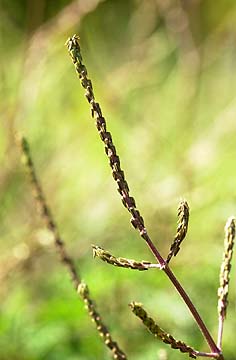 ヒナタイノコヅチ