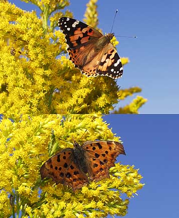 セイタカアワダチソウとチョウ