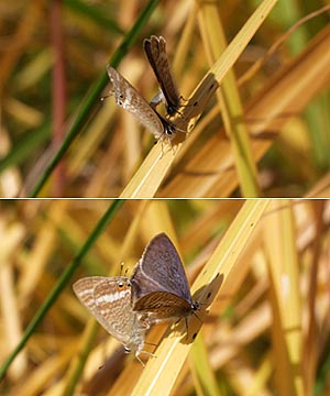 ウラナミシジミの交尾