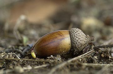 コナラの発芽