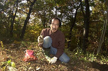 チューリップを植える