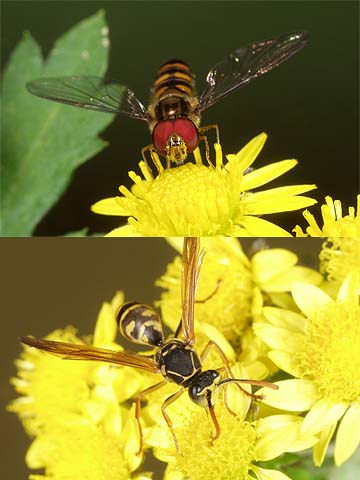 アブとハチの顔