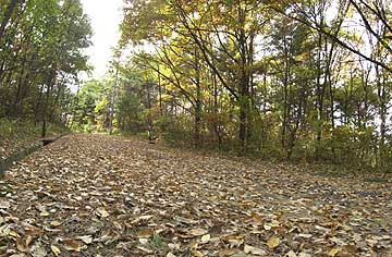 落ち葉がたくさん