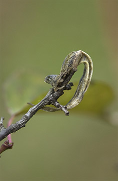 モズのはやにえ