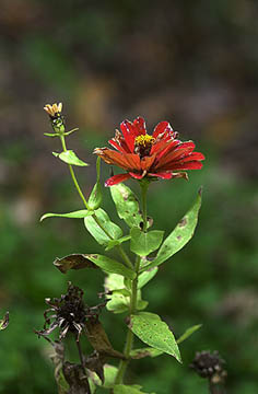 庭のヒャクニチソウ