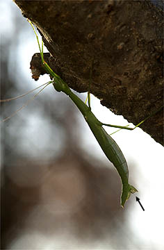 トビナナフシの産卵