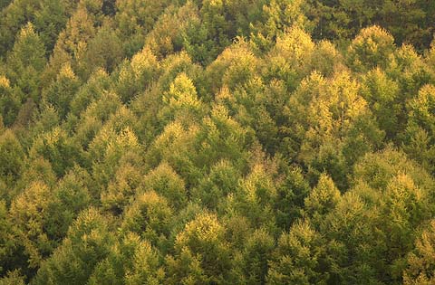 カラマツの黄葉