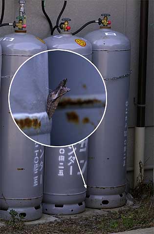 ボンベについたアゲハの蛹