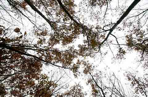 すっかり葉の落ちた雑木林