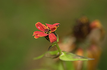 最後のヒャクニチソウ