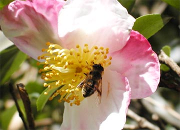 サザンカと花アブ