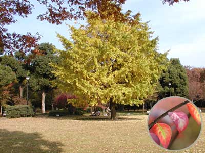 都心の紅葉