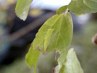 都心のゴマダラチョウの幼虫