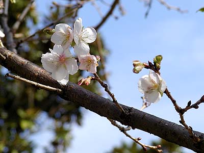 季節はずれのさくら