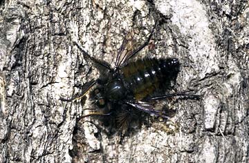 ハタケヤマヒゲボソムシヒキ