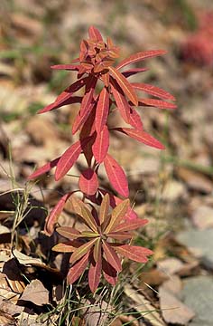 ノウルシの紅葉