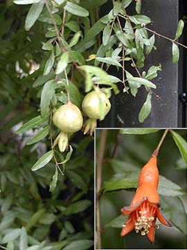 季節はずれのザクロ