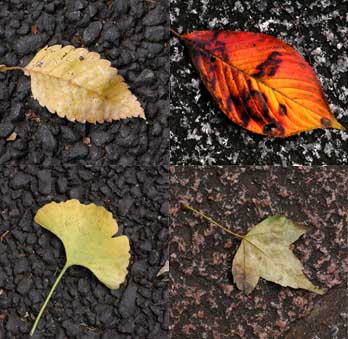 落ち葉