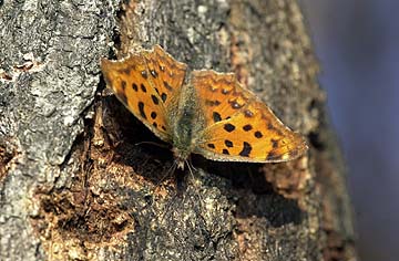 樹液にやってきたキタテハ