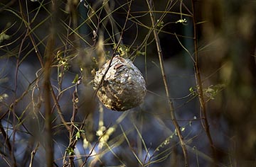 スズメバチの巣