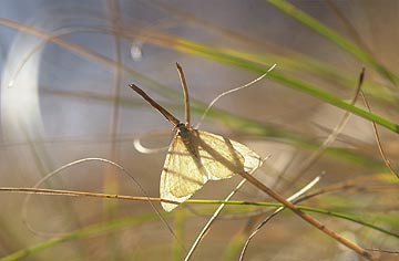フユシャクの一種