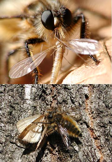 ヒゲボソムシヒキ