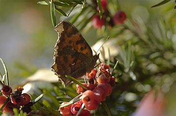 イチイの実にやってきたキタテハ