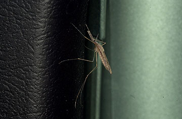 シナハマダラカ