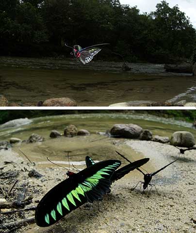 アカエリトリバネアゲハ