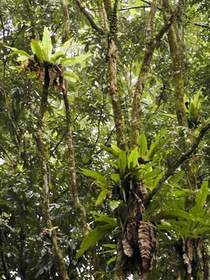 オオタニワタリ