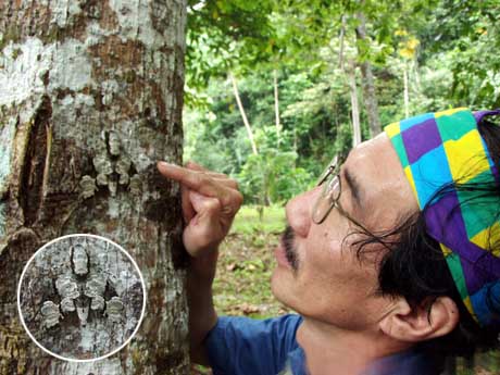 木の幹に擬態するスズメガ