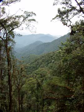 ブリンチャン山から見た森