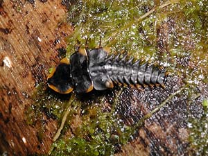 サンヨウベニボタル