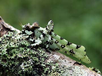 ゼニゴケギス　擬態