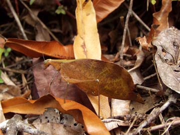 カレハツユムシ　擬態