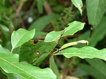 コノハバッタ　擬態