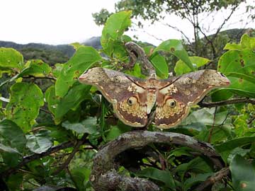 ハグルマヤママユ