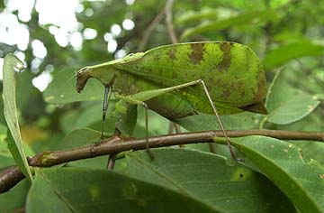 コノハツユムシ