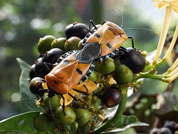 ジンメンカメムシ