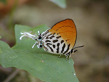 ラビンドラオナガシジミ