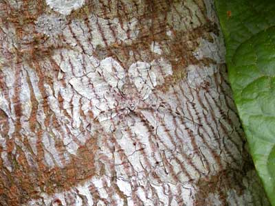 クモのカムフラージュ