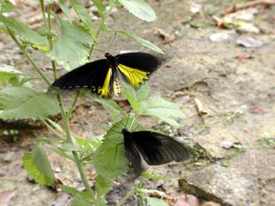 キシタアゲハの求愛