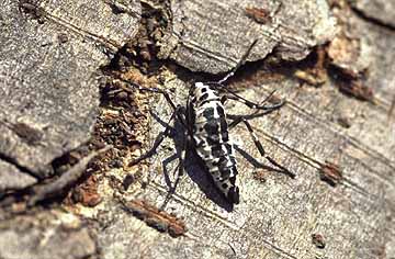 チャバネフユエダシャクのメス