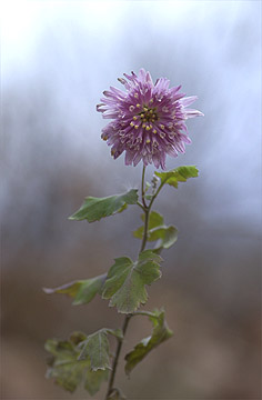 アトリエのキク