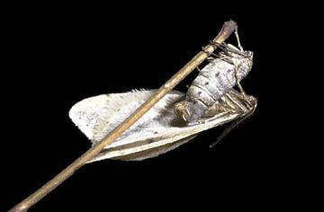 フユシャクの一種