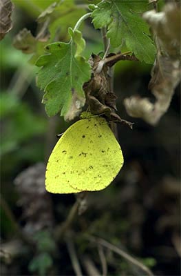 越冬中のキチョウ
