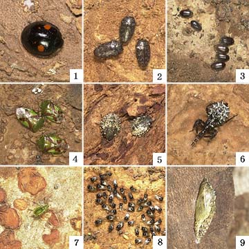 ケヤキの樹皮下で越冬する虫たち